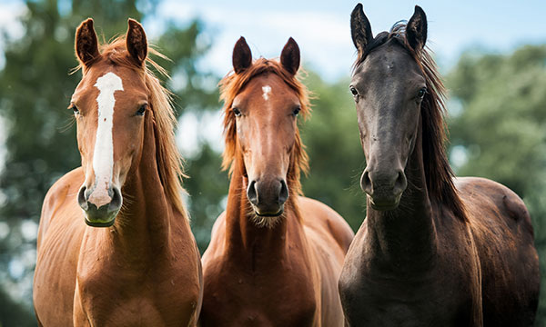 Equine Veterinarian in Casper, WY